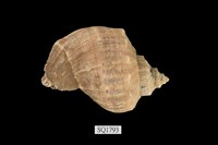 藏品(紅皺岩螺)的圖片